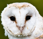Application: Research Project Owls